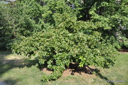 Chionanthus retusus — photo 4